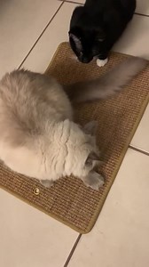 Watch Great scratch pad, light weight and travel friendly! on Amazon Live