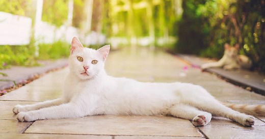 100 Aesthetic Cat Names for Your Beautiful Kitty