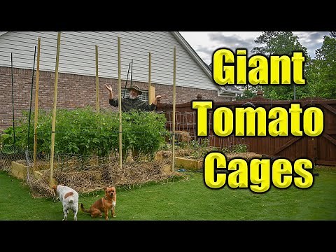 How to Build DIY Tomato Cages