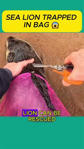 Sea Lion Trapped in Bag Rescued on Beach #SeaLion #Rescue #Animals #Ocean #Kindness