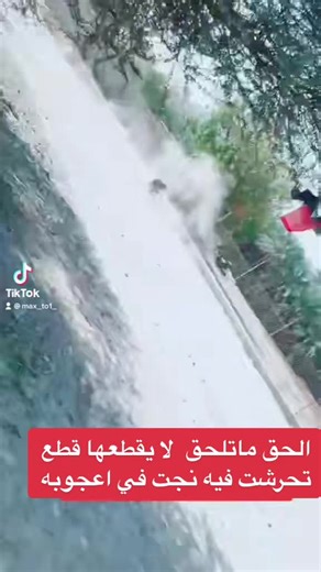 Playful Dog Running in a Sunny Outdoor Setting