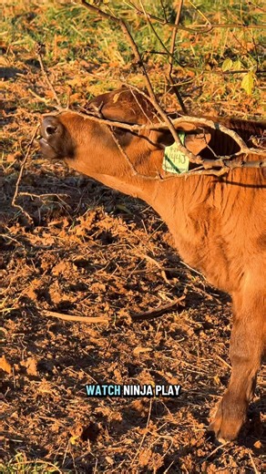 Why is our farm called “Running Springs”?🐮🐴 | Katie Van Slyke