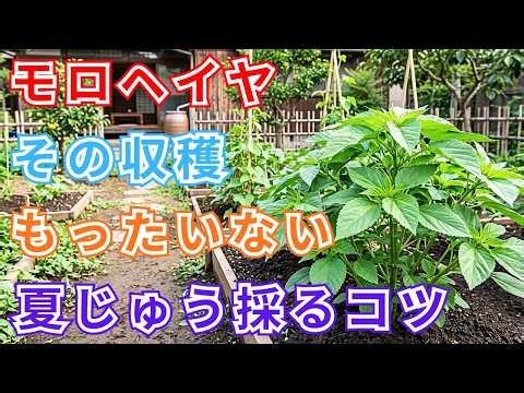 【モロヘイヤ】その収穫、もったいない！"摘み取る位置"を変えるだけで夏じゅう採れ続けるコツ【家庭菜園】【夏野菜】【収穫のコツ】