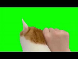 Revving Cats Engine Meme | Green Screen