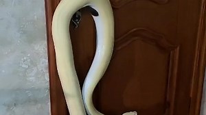 简单PYTHON入门教程 没手都行