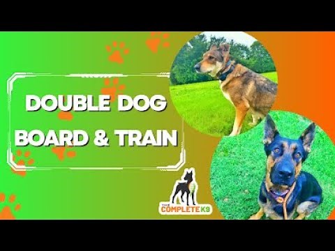The Complete K9 - Lady and Duke Go to Camp!