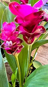 Golden Rhizome of Wellness! Meet the Curcuma plant – nature’s radiant gift packed with healing power. Known for its vibrant yellow rhizome, this plant isn’t just a spice – it’s a superfood and a natural remedy. Tip: Grow it in partial shade, water regularly, and enjoy its lush tropical beauty and benefits right from your garden! #Curcuma #Turmeric #HealingPlants #HerbalMedicine #GrowYourOwn | Nature by Marc Beyrouthy