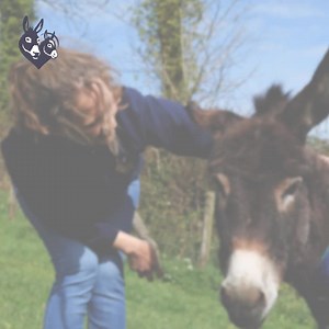 Severely overweight and struggling to walk, Lily was in desperate need. Help donkeys like Lily start a new beginning. 💔 | The Donkey Sanctuary