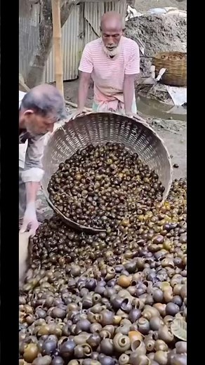 Turning snail shells into concrete
