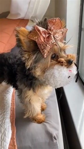 Tiny paws, big love 💕🐶 Our Yorkie puppies are more than pets — they are little hearts waiting to love their forever family. Each one has a unique personality, from playful and silly to calm and cuddly. They have been well cared for, properly checked, and raised with attention and love. Watching them grow has been a blessing, and now it’s time for them to bring happiness into new homes. If you’ve been praying for a loyal companion or a sweet puppy to brighten your days, this might be your sign.