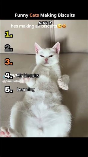 Funny Cats Making Biscuits - Part 3 #catshorts #cat #catvideos #funny #cute
