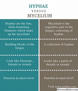 Mycelia a Hyphae - PŘíRODA 2026