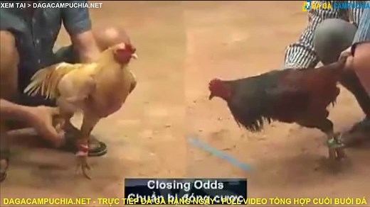 da-ga-truc-tiep-14-7-2021