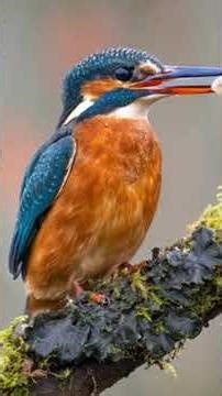 The Top Wildlife Photos of the Week.