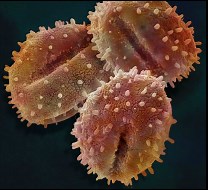 Cause, Context and Theories of Death