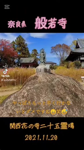 #般若寺 #コスモス#奈良 般若寺のコスモス、満開の時は素晴らしく綺麗でしたが見に行く時期が遅れてしまった時はこんな感じでした😅 是非満開の時に行って下さいね🤗