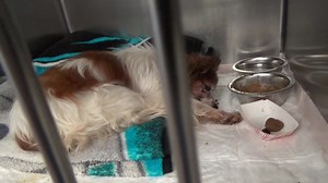 🚨🚨🚨 URGENT NEEDS FOSTER and RESCUE NOW!🚨🚨🚨 Medical Foster Needed - Senior Papillion | Saving Carson Shelter Dogs