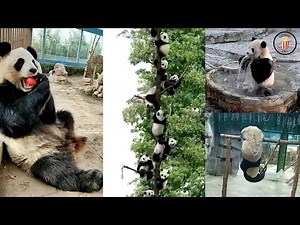 PANDA: Funniest & Cutest Moments Compilation! 🐼🤣❤️