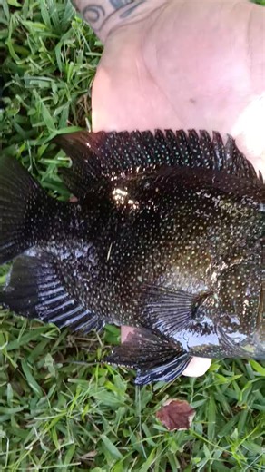 1.2K reactions · 44 shares | I started seeing a lot of these here in houma. #Louisiana #fishing #fish #throwback | Lance Billiot | Facebook