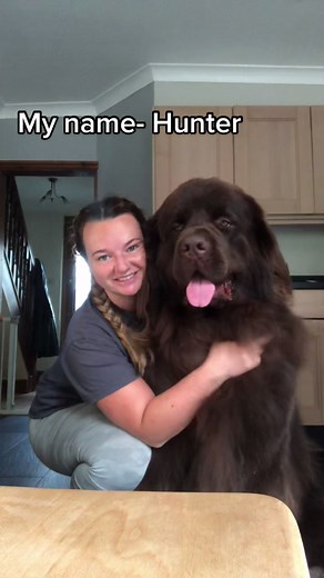 Meet Hunter: The Newfoundland Puppy with Lots of Love to Give