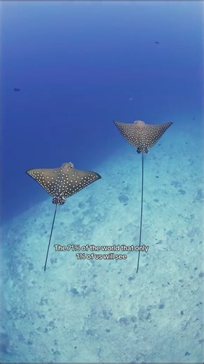 27K views · 1K reactions | Less than 1% of the world will ever know what it feels like to breathe underwater. Experiencing the beauty of the ocean is something that will change you forever  via Blue Obsession Travel | 4ocean | Facebook