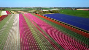 Flowers, Spring, Flower. Free Stock Video