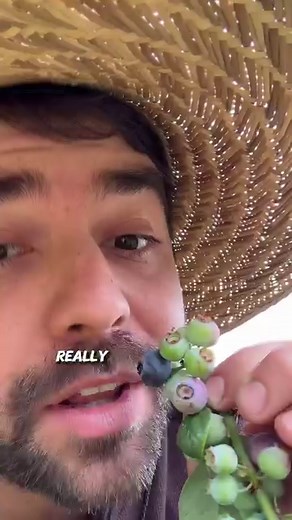 BIG BLUEBS - if there ever was a fruit to grow in a container, it’s a blueberry! They like an acidic soil, which most of us don’t have naturally in our garden. We love Bushel and Berry for compact, container varieties that can thrive in a variety of climates, even ones as warm as ours here in San Diego, California!To create a great blueberry soil mix, we’ve had a lot of success with a Camellia Azalea mix that you can pick up at your local nursery, and you can even add a soil acidifier product to