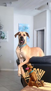 57K views · 621 reactions | Great Dane  The Truth Behind Their...