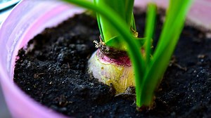 How to Force Bulbs Indoors During the Winter