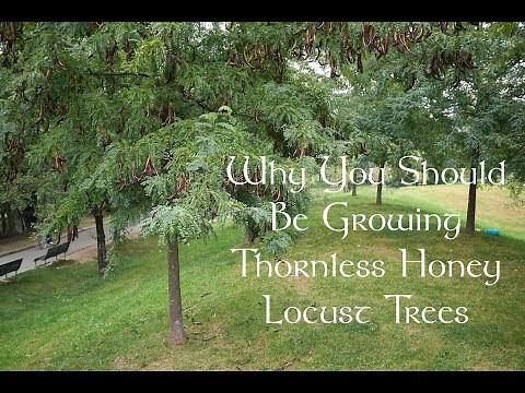 The Incredible Edible Tree - Honey Locust
