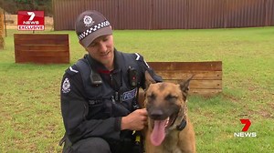 75K views · 502 reactions | K9 CRIME FIGHTERS WA Police have a super weapon in the fight against crime - a new type of police dog. And the new K9 cops can do it all. You can see the dogs in training at the Police Expo in Joondalup next weekend. DETAILS | https://www.police.wa.gov.au/Our-Community/WA-Police-Force-Expo www.7plus.com.au/news #7NEWS | 7NEWS Perth | Facebook