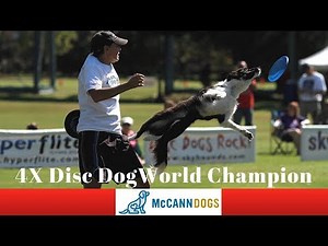 Disc Dog Training Vault Tricks - Professional Dog Training Tips