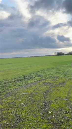 Cutting all dead trees down for client #först chipper makes is easy work 👌and enjoying nice view 🌱 before it’s starts rain again 😉 | A.O Gardencare & Tree services