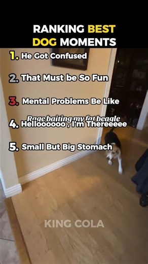 Ranking Best Dog Moments P305