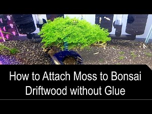 How to Attach Moss to Bonsai Driftwood without Glue in 5 Minutes ONLY