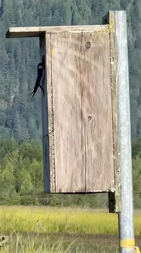 63K views · 407 reactions | UNINVITED GUEST! Wood duck nesting boxes are occasionally “home invaded” by swallows! Pittwaterfowlers, have an 11-year, wood duck nesting box usage, of just over 40%! AND a 70% usage if all other species are included (swallows, flickers, starlings, hooded mergansers!) | Jim Shockey | Facebook