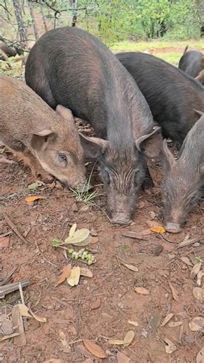 Pig Eating Oak Nuts 🐷🐷 #enjoyrurallife #naturerurallife #rurallife #mycountrylife #pigfeed