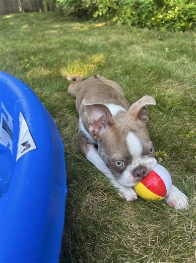 Boston Terrier's First Pool Experience This Summer