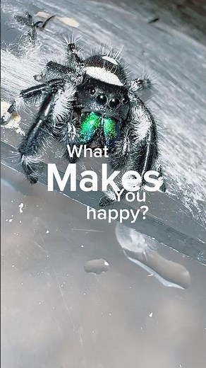 What pets do you have? #jumpingspiders