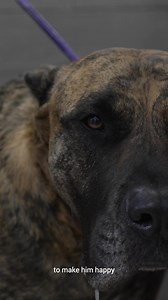 110K views · 8K reactions | The docile Diesel  https://www.amazon.com/Nasty-Critter-Girl-Dogs-Everyday/dp/B0CHC6N4CJ?maas=maas_adg_C6CC8A6FE6B50B749285226ACEFCF4EE_afap_abs&ref_=aa_maas&tag=maas #groomeroffacebook #doggrooming #groomingproducts #hairy #catlovers #petlovers #groomer #petgroomer #pets | Girl With The Dogs | Facebook