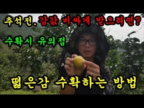 감농사 감재배방법 감수확하는방법 감따기 도구 감수확시기 청도달콤한농장
