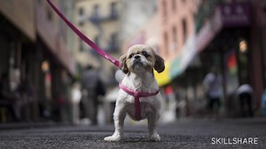 Street Shots: Photographing Scale, Light, and Colors | Steve Sweatpants | Skillshare