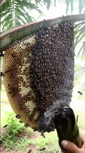 Smoking out a GIANT wild beehive. #HoneyHarvest