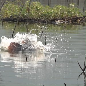 Snakehead Fish. | Pat Temkham
