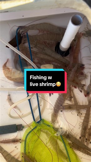Fishing for Big Fish with Live Shrimp Techniques