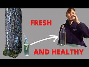 Tapping Birch Trees For Sap | A Healthy Drink From Nature