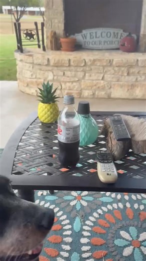 Couldn’t find Koda …😜😂 | Tracy Cox