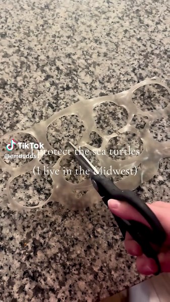 Lookin’ out for you 🐢 | Sea Turtle