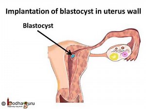 Biology - Human reproductive system and fertilization process in human - English