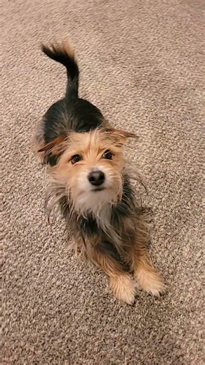 it's a lush life with dogs #doggielife #puppy #spring